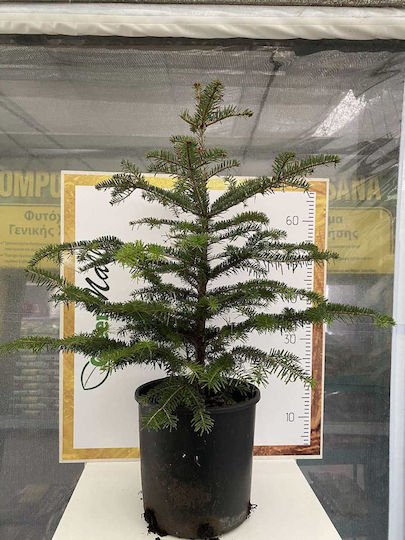 Fir Abies Nordmanniana