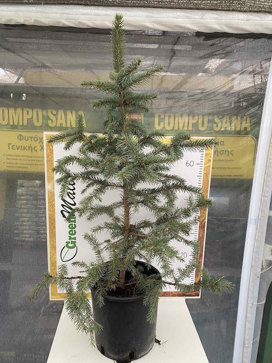 "έλατο Μπλε" Picea Pungens Glauca