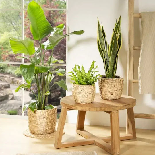 Scheurich Planter Wicker Multicolour