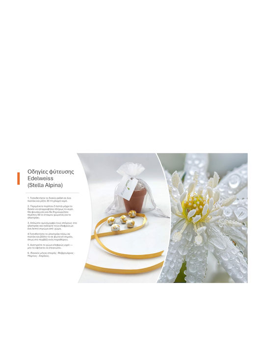 Wedding Favor Double Heart Pot with Edelweiss Seeds