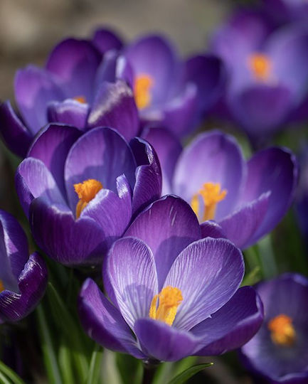 Becuri Crocus 5 Bucăți Mărime 7/8 & 10/+