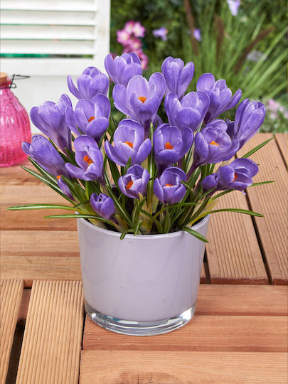 Becuri Crocus 5 Bucăți Mărime 7/8 & 10/+