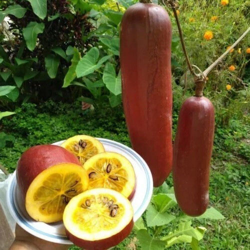 Tropical Cucumber Cassabanana 5 Seeds