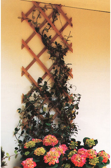 Klappbares Spalier Garten aus Holz mit Rhombus-Rasterdesign in Beige Farbe 200x50cm