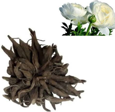 Primasem Bulb Buttercupς