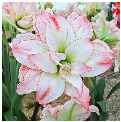 Dianthos Seeds Amaryllisς Aphrodite Pink