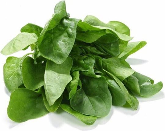 Gemma Semințe Spanac Uriaș Frunze Late Verzi 1kg