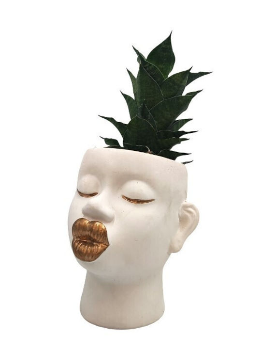 Sansevieria Keramisches Pflanzgefäß Goldene Lippen