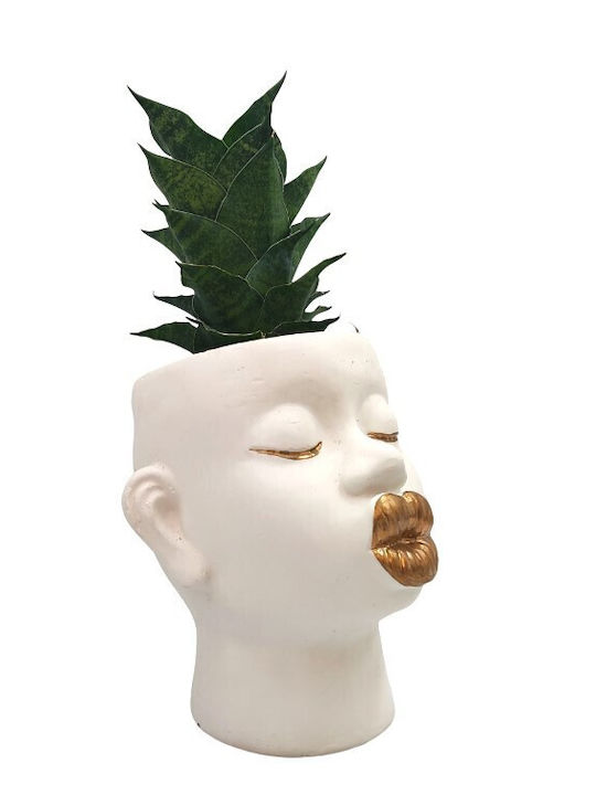 Sansevieria Керамично Кашпо Златни Ръбове
