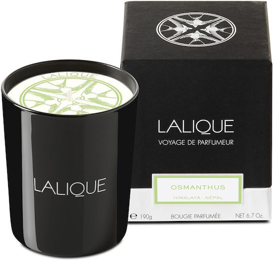 Lalique Osmanthus Himalaya Nepal Αρωματικό σε Βάζο Όσμανθος