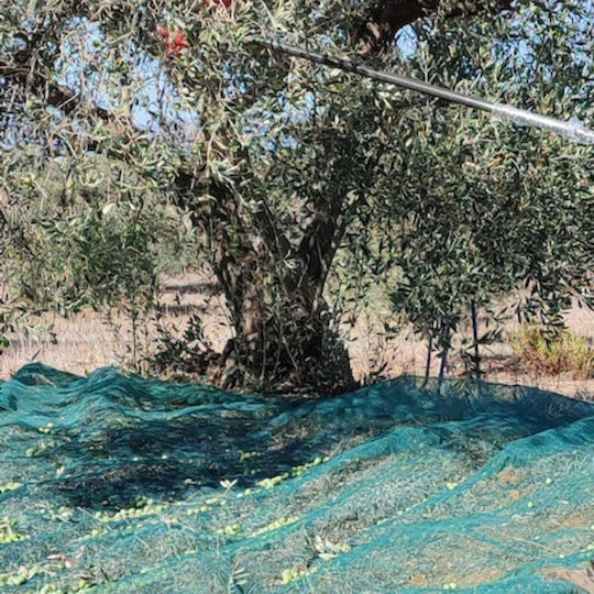 Dream House Olive Net 6x12m Density 90gr/m²