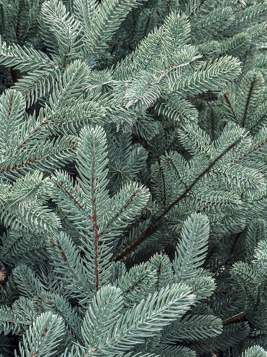 Weihnachtsbaum Viena 250cm mit 1240 Zweige Silber