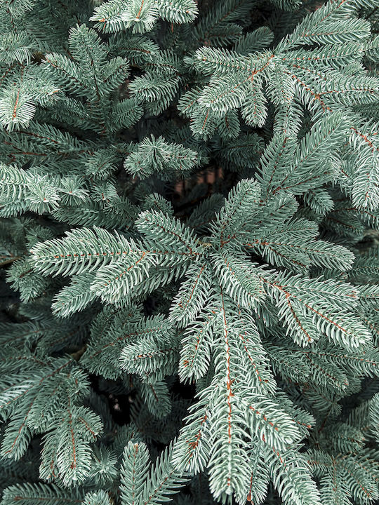 Weihnachtsbaum Viena 250cm mit 1240 Zweige Silber