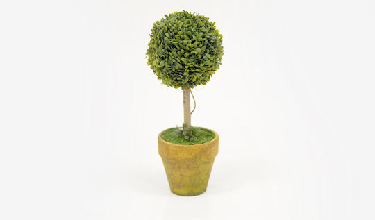 Buxus Potted Plant Faitakis Pack