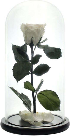 Velve Eternal Rose 10cm