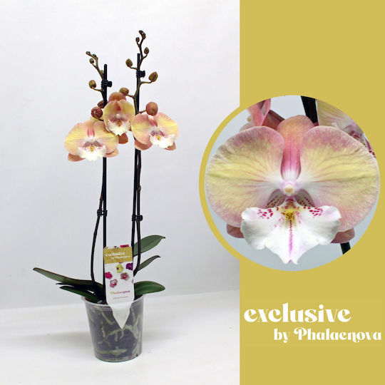 Phalaenopsis Limited Cream Diamond Lippy 2 Stems