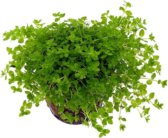 Stoffels Plantă acvatică vie Micranthemum