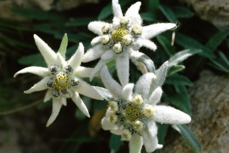Gemma Seeds Edelweiss 0.2gr