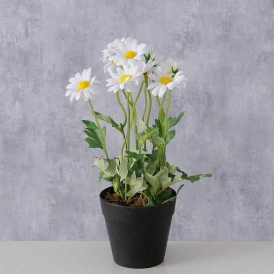 Gänseblümchen Daisy Topfpflanze H28cm