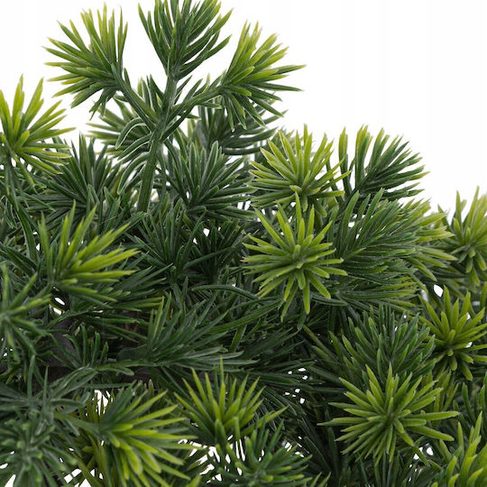 Bonsai Potted Plant Atmosphera