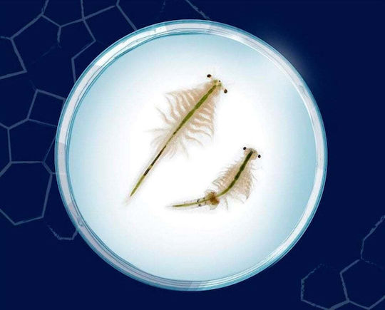 Toy Educational Set Saltwater Creatures