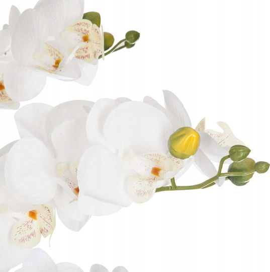 Orchidee Ορχιδέα σε Γλάστρα Λευκό Atmosphera