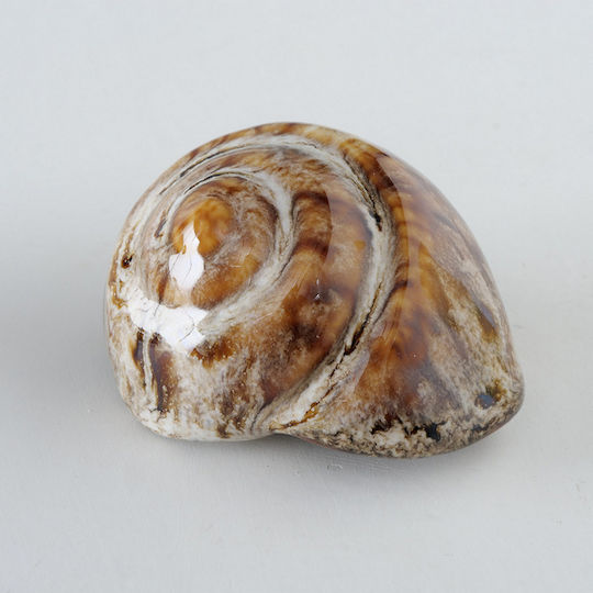 Οστρακο 4/ass Πορσελανη Alyssa 7x6x4cm Μπεζ Καφε