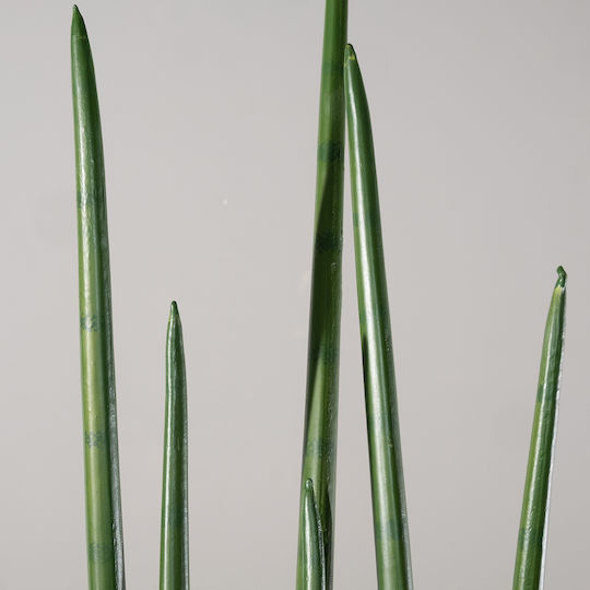 Yucca В Саксия 22см Supergreens