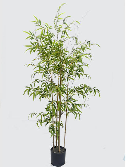 Φίκος Εξωτερικού Χώρου 150cm Supergreens