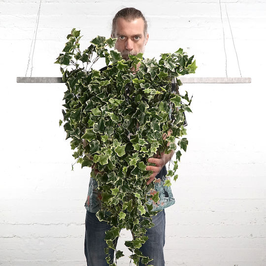 Dekorative künstliche Pflanze Efeu Grün 90cm Supergreens