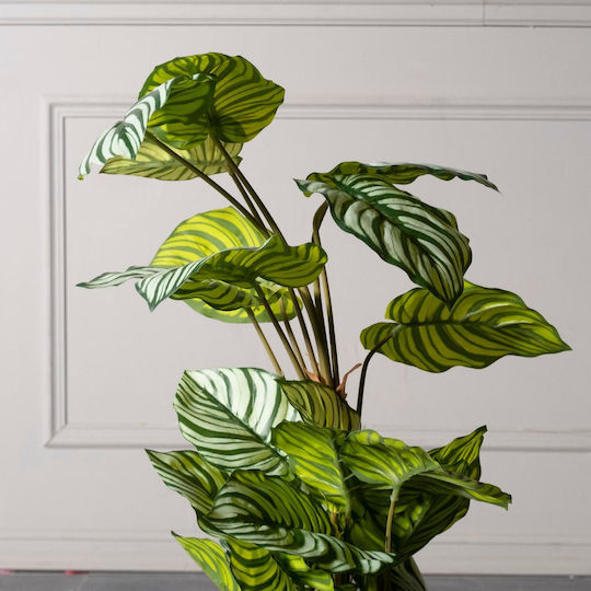 Καλαθέα σε Γλάστρα 90cm Supergreens