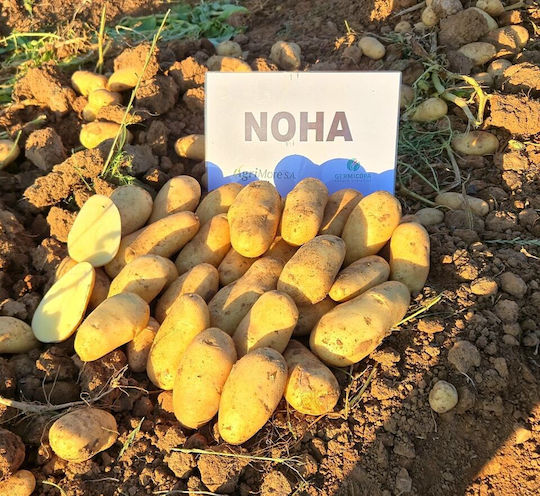 AgriMore Samen Für Kohl