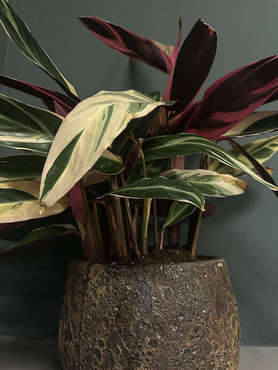 Calathea Tricolore Stromanthe Sanguinea ‘Triostar’