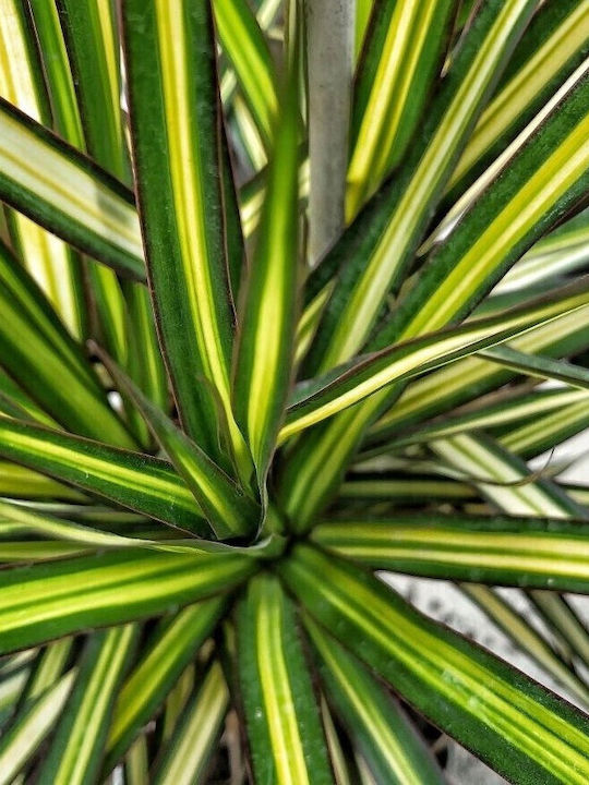 Δρακαινα Μαρτζινατα Dracaena Marginata “golden Dragon”