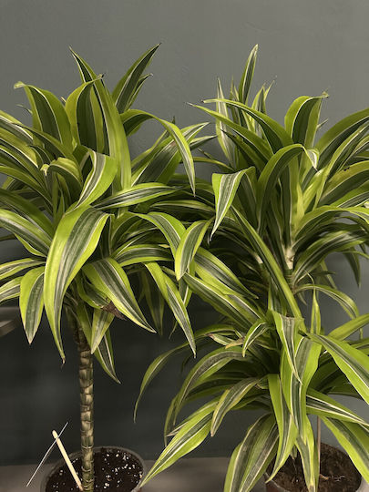 Dracaena Fragrans Lemon Surprise 60-90cm
