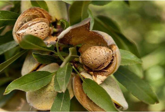Βιολογικά Αμύγδαλα Ψημένα 250gr