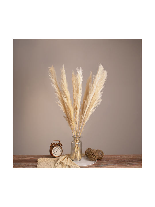 Αποξηραμένο Φυτό Pampas grass Μπεζ/Εκρού 10τμχ GloboStar