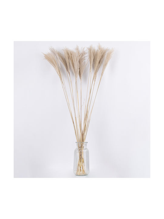 Dried Plant Miscanthus Beige 100cm in Box 20pcs GloboStar