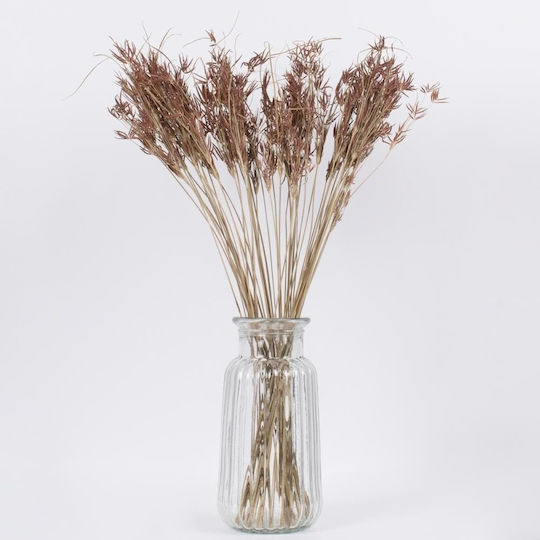 Getrocknete Pflanze Beige / Brown 60cm 50Stück GloboStar