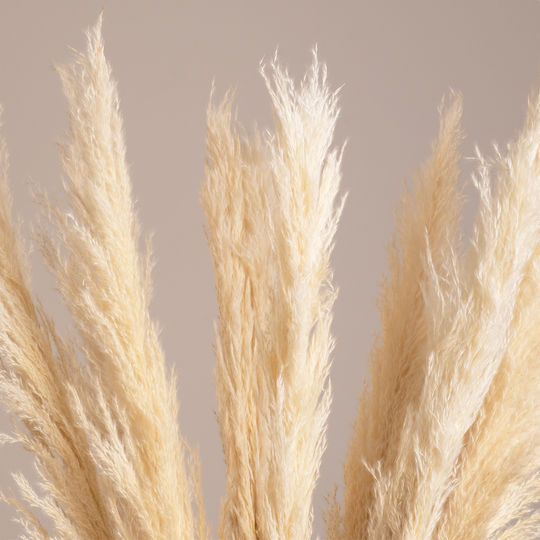 Plantă Uscată Pampas Grass Beige/Ecru 80cm 10buc GloboStar