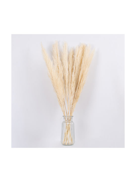 Αποξηραμένο Φυτό Pampas grass Μπεζ/Εκρού 80cm 10τμχ GloboStar