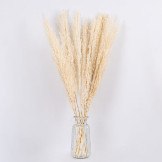Plantă Uscată Pampas Grass Beige/Ecru 80cm 10buc GloboStar