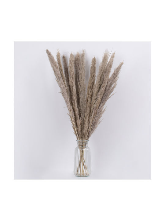 Αποξηραμένο Φυτό Pampas grass Καφέ/Γκρι 80cm 10τμχ GloboStar