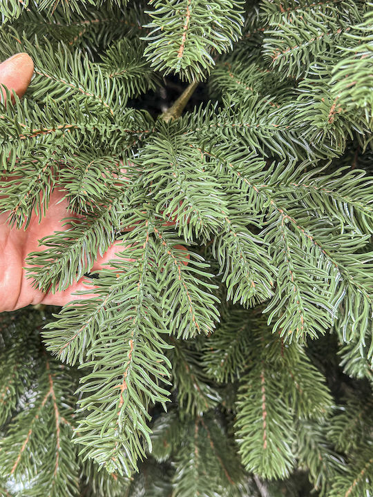 Christmas Tree Kovalivka Select 250cm with 763 Branches