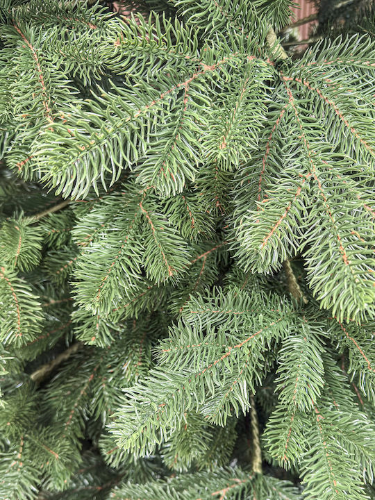 Christmas Tree Kovalivka Select 250cm with 763 Branches