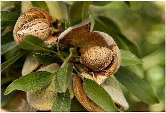 Organic Greek Aromatic Raw Almond Kernels 1kg Simonis 15768