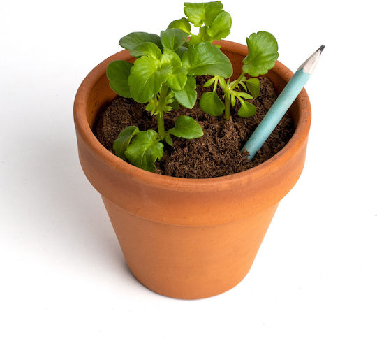Plantable Pencils Arugula