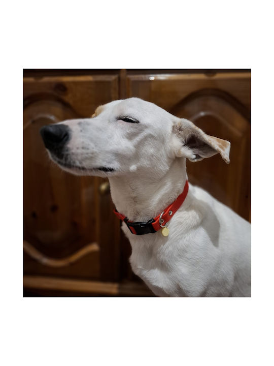 Dog Collar Hexa Colored Adjustable Waterproof Collar Bailu M 30 45 Width 2cm Red
