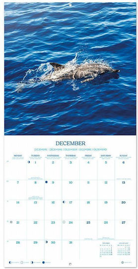 Grupo Erik Μηνιαίο Επιτοίχιο Ημερολόγιο Dolphins 2026 30x30εκ.