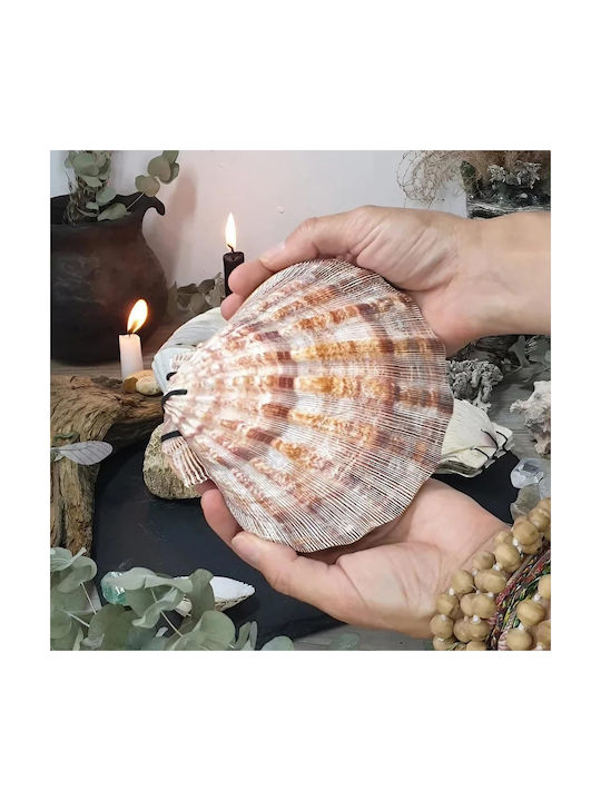 Burner Shell Incense Natural Scallop Lion's Paw 13cm
